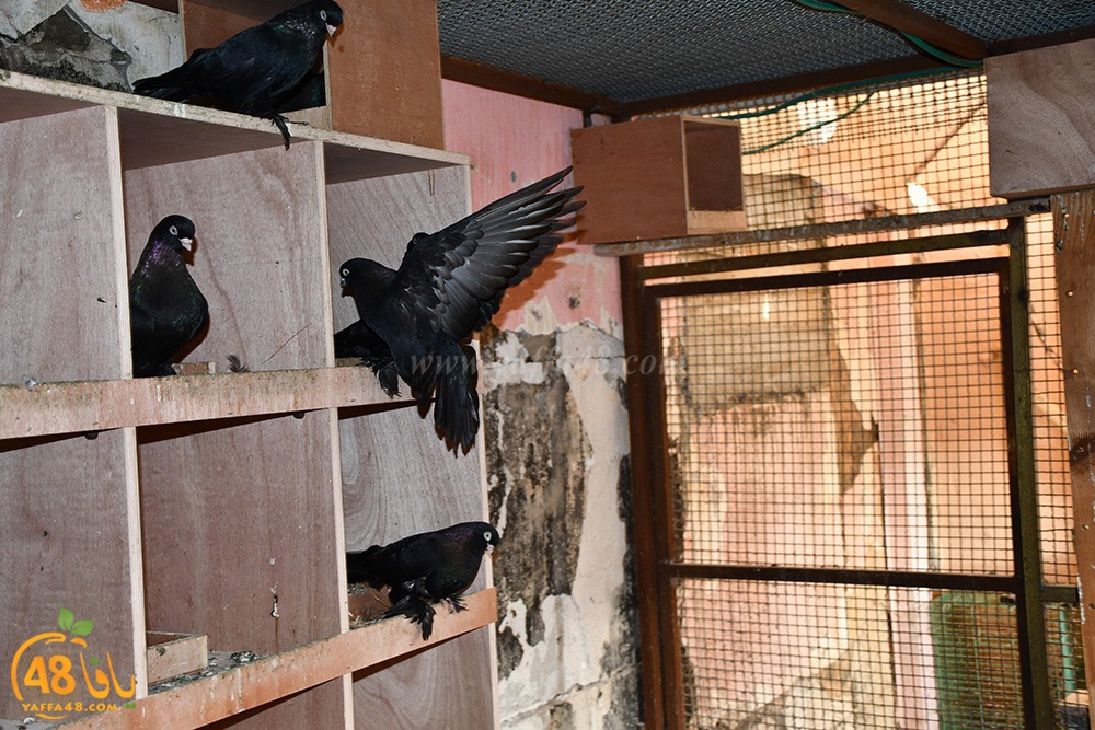 zohdi 3ashoor (91).jpeg